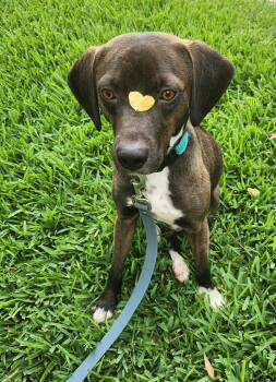 Cooper -  Mixed Breed Dog for Adoption in Baton Rouge, Louisiana - Cooper | PetCurious