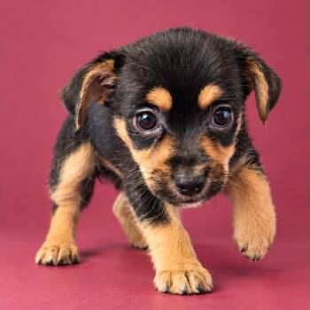 Booberry -  Chihuahua and Terrier Dog for Adoption in Newport, Tennessee - Booberry | PetCurious