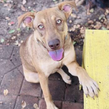 Rescue Mixed Breed Dogs for Adoption in Bastrop, Texas - Rosie 25-10-040 | PetCurious