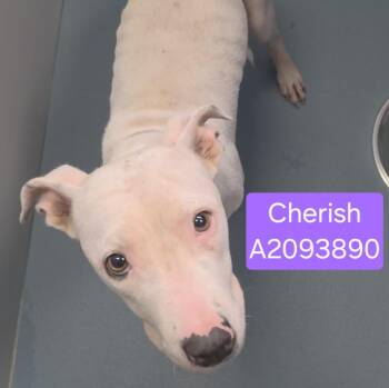 CHERISH -  Staffordshire Bull Terrier and Mixed Breed Dog for Adoption in Houston, Texas - CHERISH | PetCurious