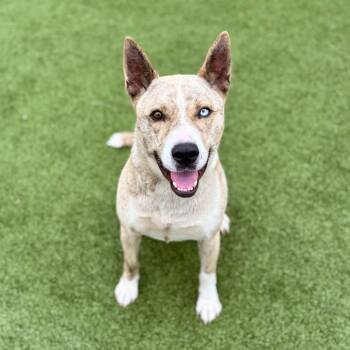 Hades -  Husky Dog for Adoption in Nashville, Indiana - Hades | PetCurious