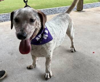 Rescue Australian Cattle Dog Blue Heeler and Basset Hound Dogs for Adoption in Cumming, Georgia - Bucky | PetCurious