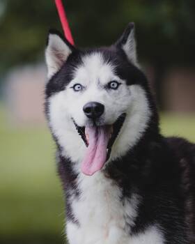 Frosty -  Husky Dog for Adoption in Springfield, Illinois - Frosty | PetCurious