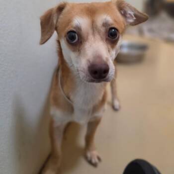 Ranger - Chino Hills Location -  Chihuahua and Mixed Breed Dog for Adoption in Chino Hills, California - Ranger - Chino Hills Location | PetCurious