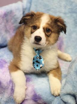 Australian Shepherd Dogs Available for Adoption - Kevin Malone In NH! Come Meet Our Adoptable Dogs Wednesday-Satur | PetCurious