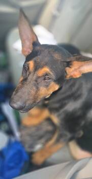 Goliath -  Doberman Pinscher and German Shepherd Dog Dog for Adoption in Greencastle, Indiana - Goliath | PetCurious