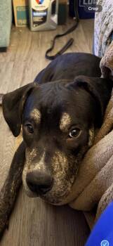 Stashio -  Cane Corso and Mixed Breed Dog for Adoption in West Chester, Pennsylvania - Stashio | PetCurious
