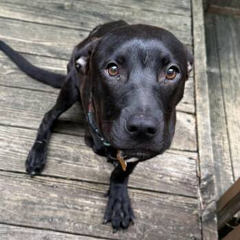 Chance -  Labrador Retriever Dog for Adoption in Columbia, South Carolina - Chance | PetCurious