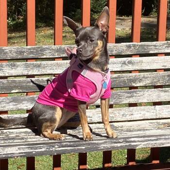 Gia (Courtesy Post) -  Chihuahua Dog for Adoption in Durham, North Carolina - Gia (Courtesy Post) | PetCurious