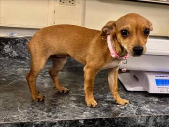 *RUBY -  Chihuahua Dog for Adoption in Woodland, California - *RUBY | PetCurious