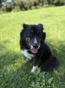 Bruce -  Australian Cattle Dog Blue Heeler and Collie Dog for Adoption in Upper Sandusky, Ohio - Bruce | PetCurious