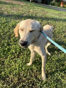 Rescue Retriever and Mixed Breed Dogs for Adoption in Fort Worth, Texas - 59315856 | PetCurious
