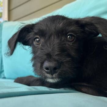 Uncle Sam -  Chihuahua and Mixed Breed Dog for Adoption in Freeport, Florida - Uncle Sam | PetCurious