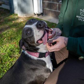 Dallas -  Pit Bull Terrier and Mixed Breed Dog for Adoption in Baltimore, Maryland - Dallas | PetCurious
