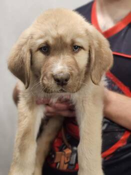 Great Pyrenees and Labrador Retriever Dogs Available for Adoption - Bubba | PetCurious