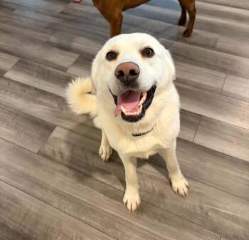 Quince -  Labrador Retriever Dog for Adoption in Lewisville, Indiana - Quince | PetCurious