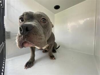 A662158 -  Pit Bull Terrier Dog for Adoption in Houston, Texas - A662158 | PetCurious