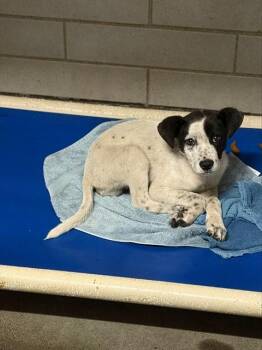 TODD -  Border Collie Dog for Adoption in Stockton, California - TODD | PetCurious