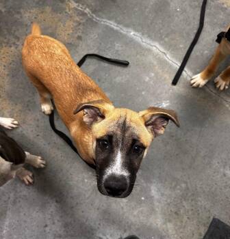 Shepherd and Pit Bull Terrier Dogs Available for Adoption in Gautier, Mississippi - Nicholas | PetCurious