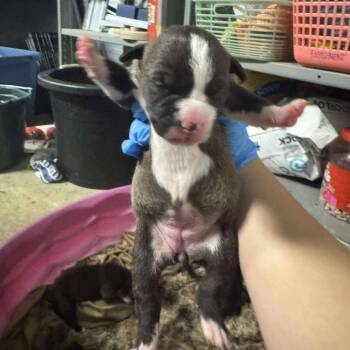 Rescue Labrador Retriever Dogs for Adoption in Springboro, Ohio - Tulsi | PetCurious