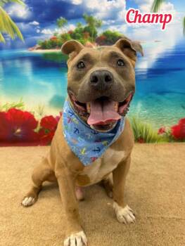 Champ -  Mixed Breed Dog for Adoption in Flint, Michigan - Champ | PetCurious