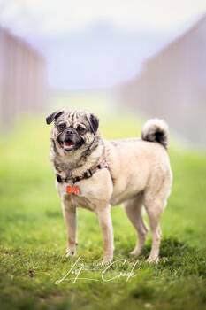 Pug and Chihuahua Dogs Available for Adoption in Kalispell, Montana - Fiona | PetCurious