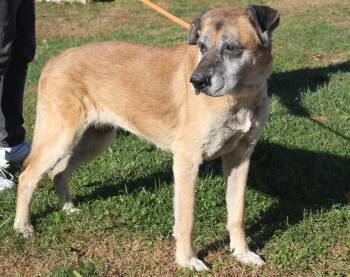 Rescue Mastiff Dogs for Adoption in Marietta, Ohio - Shetland (Photos 10/28/2025) | PetCurious