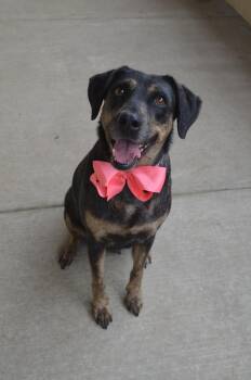 Labrador Retriever Dogs Available for Adoption in Mckinney, Texas - Lila | PetCurious