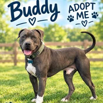 Buddy -  American Staffordshire Terrier Dog for Adoption in Williston, Vermont - Buddy | PetCurious