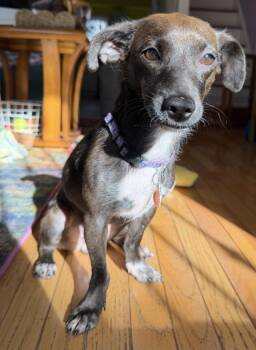 Cupcake (MD) -  Dachshund Dog for Adoption in Manassas, Virginia - Cupcake (MD) | PetCurious