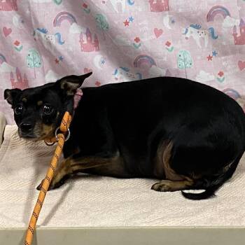 PRECIOUS -  Chihuahua Dog for Adoption in Modesto, California - PRECIOUS | PetCurious