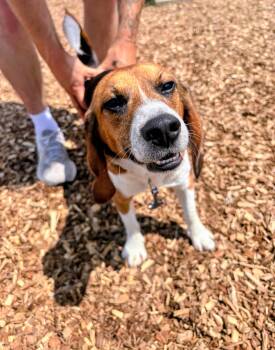 Tyr -  Beagle Dog for Adoption in Rockwell City, Iowa - Tyr | PetCurious