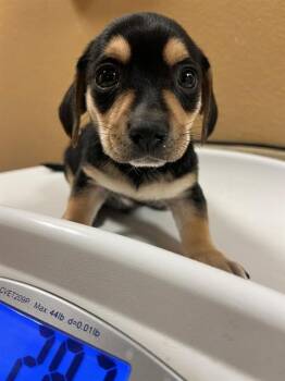 Chihuahua and Mixed Breed Dogs Available for Adoption - DIABLOH | PetCurious