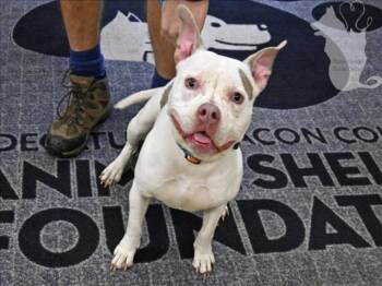 JELLY BEAN -  Pit Bull Terrier and Mixed Breed Dog for Adoption in Decatur, Illinois - JELLY BEAN | PetCurious