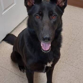 Bella -  German Shepherd Dog Dog for Adoption in Mocksville, North Carolina - Bella | PetCurious