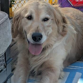 Holly -  Golden Retriever Dog for Adoption in Brockport, New York - Holly | PetCurious