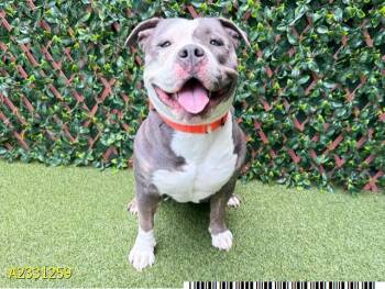 STELLA -  Mixed Breed Dog Available for Adoption in West Palm Beach, Florida - STELLA | PetCurious