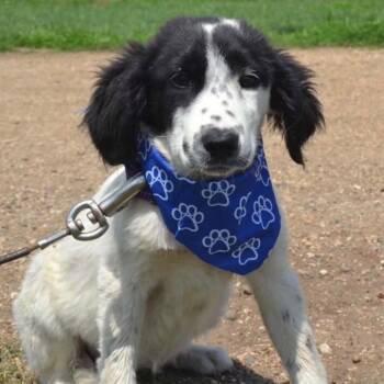 Emmaline -  Mixed Breed Dog for Adoption in Buffalo, Minnesota - Emmaline | PetCurious