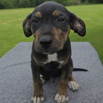 Bryce -  Labrador Retriever and Australian Shepherd Dog Available for Adoption in Holiday Hills, Illinois - Bryce | PetCurious