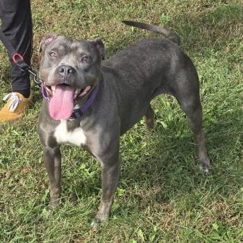 Isabella -  American Bully Dog for Adoption in Waterloo, Iowa - Isabella | PetCurious