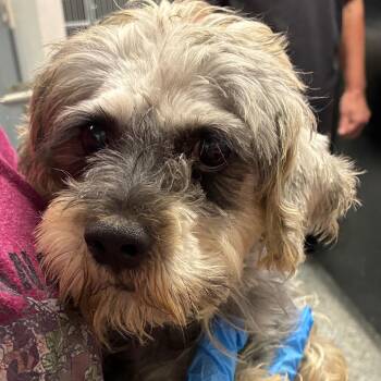 Clyde -  Schnauzer and Mixed Breed Dog for Adoption in Birmingham, Alabama - Clyde | PetCurious