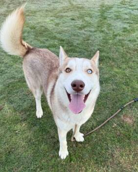 Rescue Siberian Husky Dogs for Adoption in Tulare, California - Victor | PetCurious