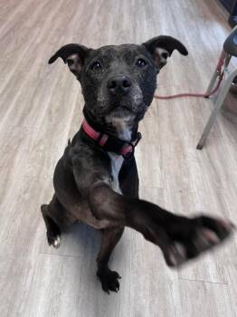 Sassy -  Mixed Breed Dog for Adoption in Marion, Ohio - Sassy | PetCurious