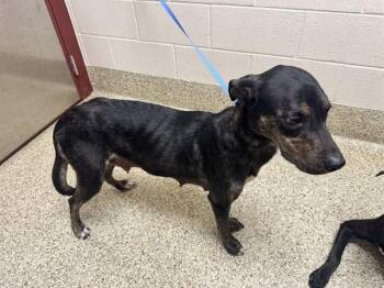 ELOISE -  Labrador Retriever and Mixed Breed Dog for Adoption in Colorado Springs, Colorado - ELOISE | PetCurious
