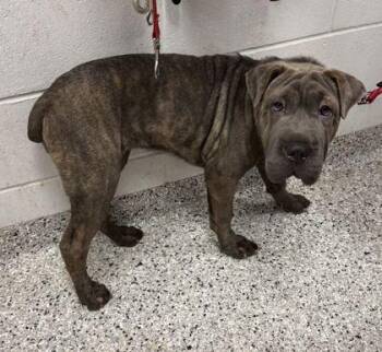 Origami -  Shar Pei and Mixed Breed Dog for Adoption in Kansas City, Missouri - Origami | PetCurious
