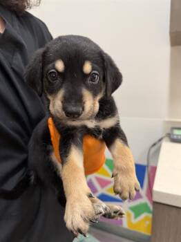 DAREDEVIL -  German Shepherd Dog Dog for Adoption in Baytown, Texas - DAREDEVIL | PetCurious