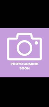 61686291 -  Chihuahua and Mixed Breed Dog for Adoption in El Paso, Texas - 61686291 | PetCurious