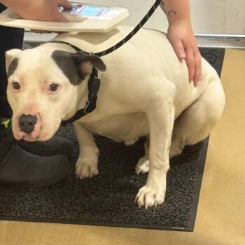 Germanton -  Mixed Breed Dog for Adoption in Winston-salem, North Carolina - Germanton | PetCurious