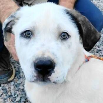 Saint Bernard Dogs Available for Adoption - Cole | PetCurious