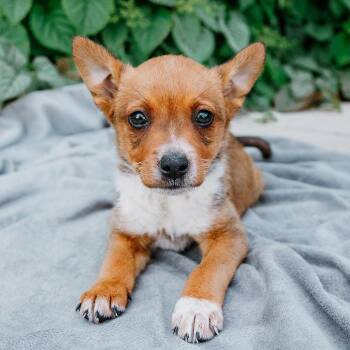 Australian Cattle Dog Blue Heeler and Mixed Breed Dogs Available for Adoption in Rock Hill, South Carolina - Bluey | PetCurious